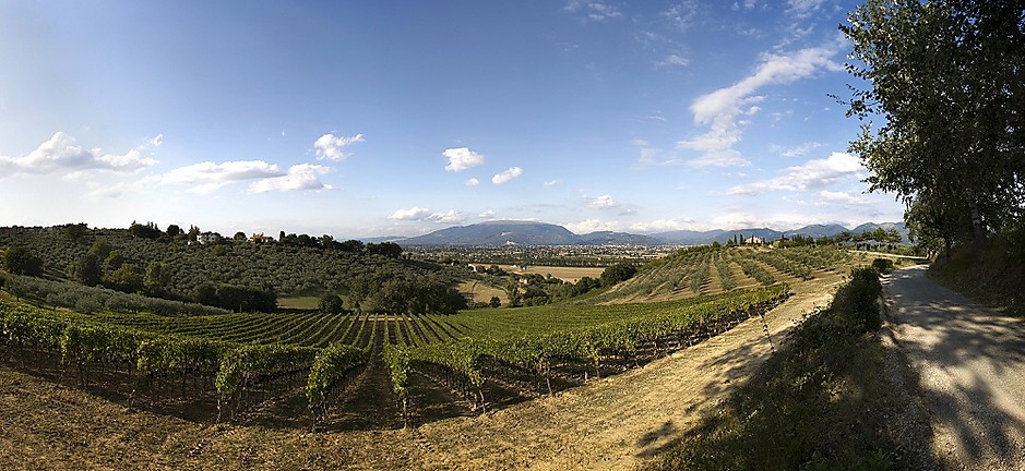 Romanelli